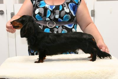 Dachshund Rescue 2008-01-01